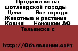 Продажа котят шотландской породы › Цена ­ - - Все города Животные и растения » Кошки   . Ненецкий АО,Тельвиска с.